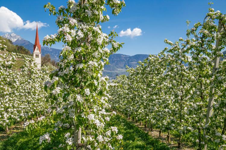 Algund im Frühling