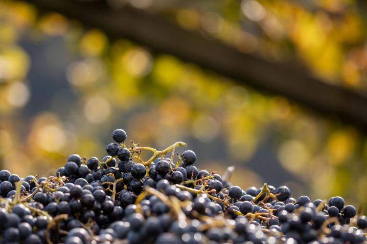 Vendemmia in Alto Adige