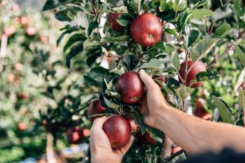 Raccogliere le mele in Alto Adige
