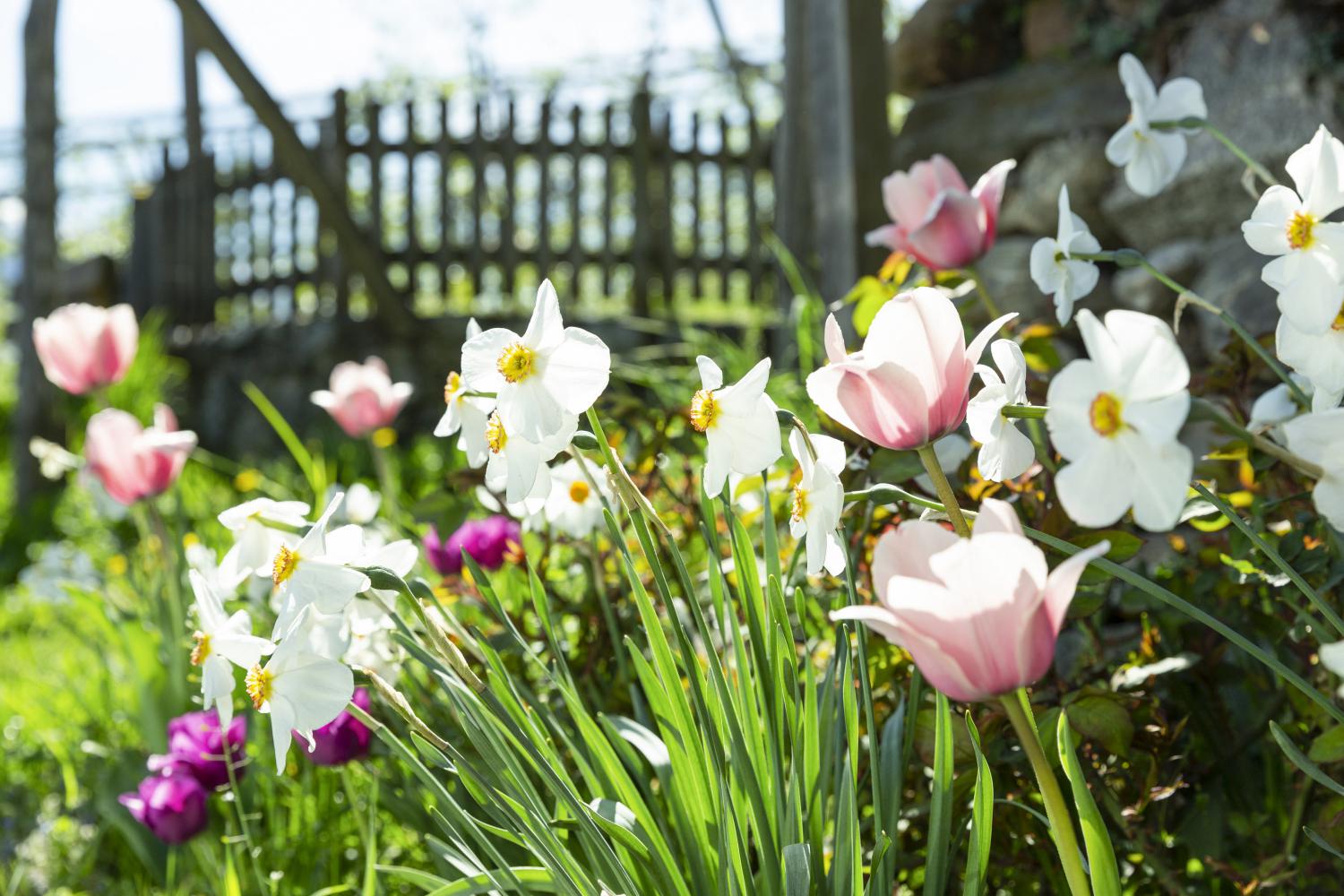 Blumen im Garten