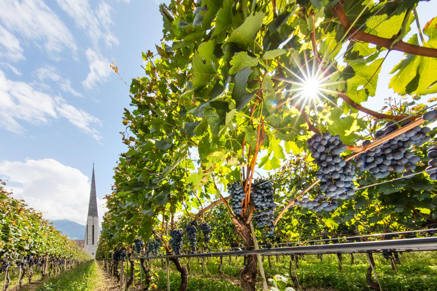 Weinreben bei Algund