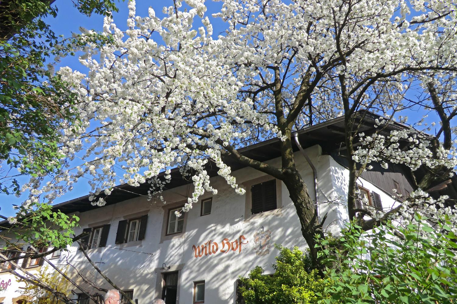 Frühling in Algund